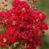 Red Rooster Crape Myrtle - 7 Gallon Pot -FruitTree Store Crape Myrtle Red Rooster 6