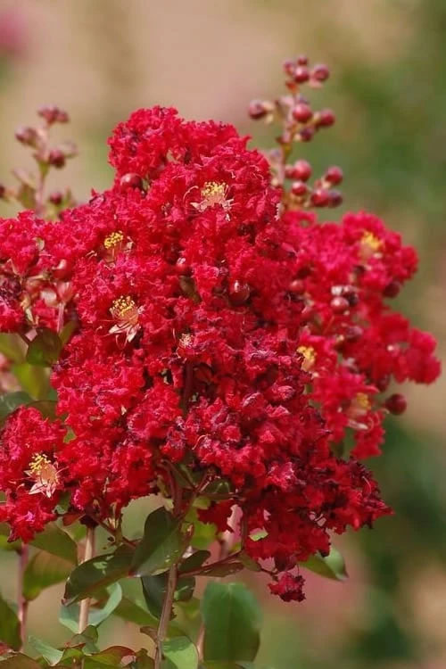 Red Rooster Crape Myrtle - 7 Gallon Pot 2 Red Rooster Crape Myrtle - 7 Gallon Pot -FruitTree Store Crape Myrtle Red Rooster 6