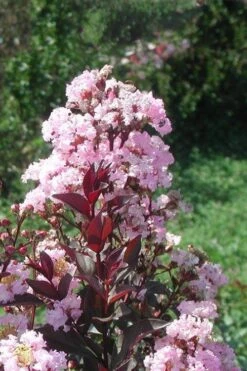 Rhapsody In Pink Crape Myrtle - 5 Gallon Pot -FruitTree Store Crape Myrtle Rhapsody In Pink 10