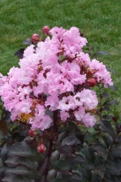 Rhapsody In Pink Crape Myrtle - 5 Gallon Pot -FruitTree Store Crape Myrtle Rhapsody In Pink 11