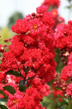 Ruffled Red Magic Crape Myrtle Tree (Single Trunk) - 7 Gallon Pot (5-6') 9 Ruffled Red Magic Crape Myrtle Tree (Single Trunk) - 7 Gallon Pot (5-6') -FruitTree Store Crape Myrtle Ruffled Red Magic 500x750 1