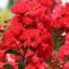 Ruffled Red Magic Crape Myrtle (Multi Trunk) - 7 Gallon Pot 1 Ruffled Red Magic Crape Myrtle (Multi Trunk) - 7 Gallon Pot -FruitTree Store Crape Myrtle Ruffled Red Magic 500x750 3