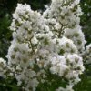 Sarah's Favorite Crape Myrtle - 7 Gallon Pot (5-6')