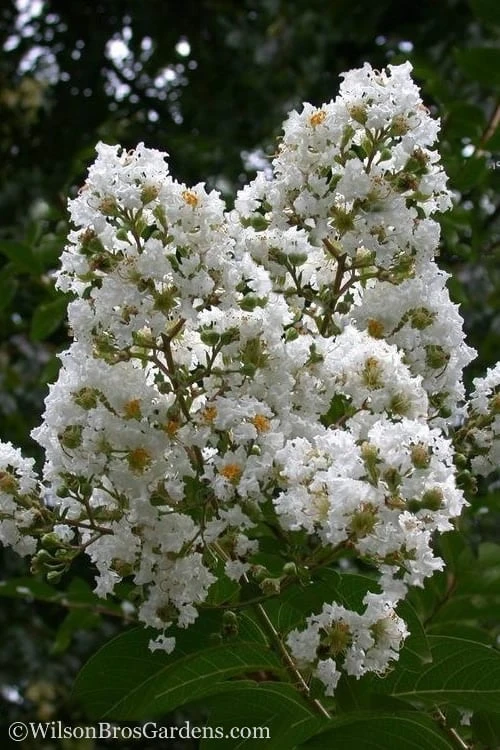 Sarah's Favorite Crape Myrtle - 7 Gallon Pot (5-6') 3 Sarah's Favorite Crape Myrtle - 7 Gallon Pot (5-6')