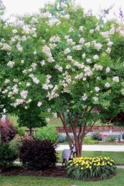 Sarah's Favorite Crape Myrtle - 7 Gallon Pot (5-6') 9 Sarah's Favorite Crape Myrtle - 7 Gallon Pot (5-6') -FruitTree Store Crape Myrtle Sarahs Favorite 8
