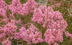 Sioux Pink Crape Myrtle - 6 Pack Of 1 Gallon Pots -FruitTree Store Crape Myrtle Sioux Pink 51