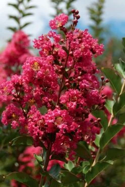 Tonto Red Crape Myrtle - 5 Gallon Pot -FruitTree Store Crape Myrtle Tonto 10 1