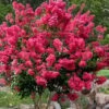 Tonto Red Crape Myrtle - 1 Gallon Pot 1 Tonto Red Crape Myrtle - 1 Gallon Pot -FruitTree Store Crape Myrtle Tonto 14 3