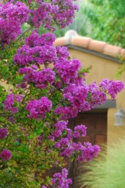 Zuni Purple Crape Myrtle - 1 Gallon Pot -FruitTree Store Crape Myrtle Zuni 2