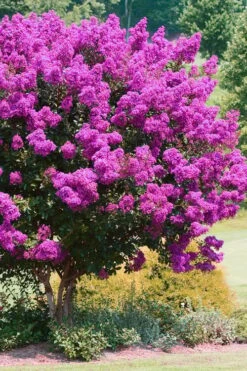 Zuni Purple Crape Myrtle - 6 Pack 1 Gallon Pots -FruitTree Store Crape Myrtle Zuni 4 1