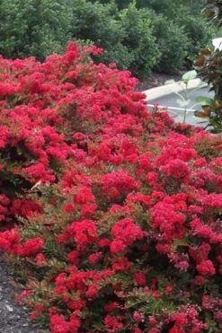 Cherry Dazzle Dwarf Crape Myrtle - 3 Gallon Pot -FruitTree Store Crape20Myrtle Cherry Dazzle 500x750 2