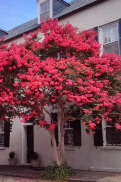 Tuscarora Watermelon Red Crape Myrtle - 5 Gallon Pot -FruitTree Store Crape20Myrtle Tuscarora 12