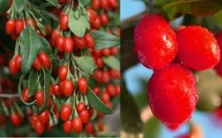Goji Berry Plant - Lycium Barbarum - 1 Gallon Pot 9 Goji Berry Plant - Lycium Barbarum - 1 Gallon Pot -FruitTree Store Dynamite Goji Berry