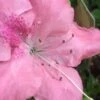 Autumn Debutante Encore Azalea - 1 Gallon -FruitTree Store Encore Azalea Autumn Debutante 500x750 1