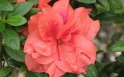 Autumn Monarch Encore Azalea - 2 Gallon Pot 9 Autumn Monarch Encore Azalea - 2 Gallon Pot -FruitTree Store Encore Azalea Autumn Monarch 4 50