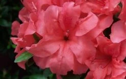 Autumn Princess Encore Azalea - 1 Gallon Pot 9 Autumn Princess Encore Azalea - 1 Gallon Pot -FruitTree Store Encore Azalea Autumn Princess
