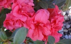 Autumn Rouge Encore Azalea - 1 Gallon Pot -FruitTree Store Encore Azalea Autumn Rouge 5