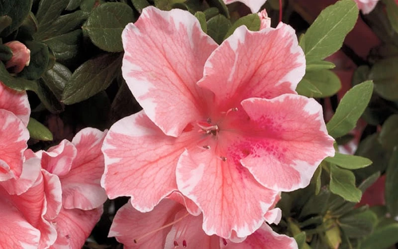 Autumn Sunburst Encore Azalea - 6 Pack Of 1 Gallon Pots 6 Autumn Sunburst Encore Azalea - 6 Pack Of 1 Gallon Pots - Image 4