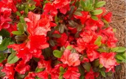 Autumn Sunset Encore Azalea - 1 Gallon Pot -FruitTree Store Encore Azalea Autumn Sunset 5