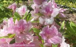 Autumn Sweetheart Encore Azalea - 1 Gallon Pot -FruitTree Store Encore Azalea Autumn Sweetheart 51