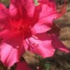 Autumn Sangria Encore Azalea - 2 Gallon Pot -FruitTree Store Encore Azalea Autumn UNKNOWN 500x750 1