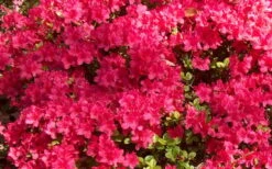 Autumn Cheer Encore Azalea - 1 Gallon Pot -FruitTree Store Encore Azalea Cheer 1
