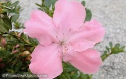 Autumn Debutante Encore Azalea - 1 Gallon -FruitTree Store Encore Azalea Debutante 3 50