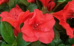 Autumn Sunset Encore Azalea - 1 Gallon Pot -FruitTree Store Encore Azalea Sunset 1