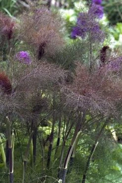 Bronze Fennel (Foeniculum Vulgare 'Purpureum') - 1 Gallon Pot -FruitTree Store Fennel Bronze 1