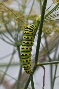 Bronze Fennel (Foeniculum Vulgare 'Purpureum') - 1 Gallon Pot -FruitTree Store Fennel Bronze 4