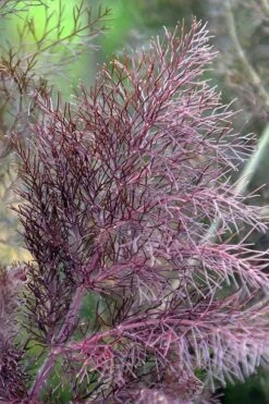 Bronze Fennel (Foeniculum Vulgare 'Purpureum') - 1 Gallon Pot -FruitTree Store Fennel Bronze 7