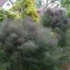 Bronze Fennel (Foeniculum Vulgare 'Purpureum') - 1 Gallon Pot 1 Bronze Fennel (Foeniculum Vulgare 'Purpureum') - 1 Gallon Pot -FruitTree Store Fennel Bronze 8