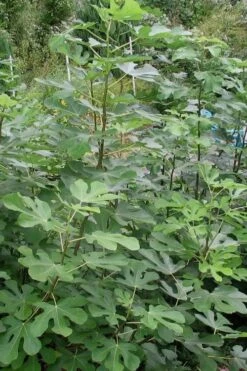 Black Mission Fig Tree - 6 Pack Of 1 Gallon Pots -FruitTree Store Fig Black Mission 5 1