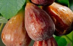 Brown Turkey Fig Tree - 5 Gallon Pot -FruitTree Store Fig Brown Turkey 20 1