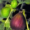 Brown Turkey Fig Tree - 5 Gallon Pot -FruitTree Store Fig Brown Turkey BS 1