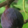 LSU Purple Fig Tree - 1 Gallon Pot 1 LSU Purple Fig Tree - 1 Gallon Pot -FruitTree Store Fig LSU Purple 500x750 1