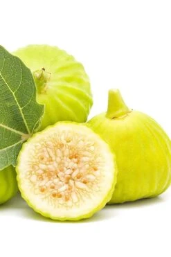 Italian Honey Fig Tree (Ficus Carica 'Lattarula') - 1 Gallon Pot -FruitTree Store Fig Lemon Italian Honey 2