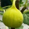 Italian Honey Fig Tree (Ficus Carica 'Lattarula') - 1 Gallon Pot -FruitTree Store Fig Lemon Italian Honey 3