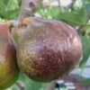 Olympian Cold Hardy Fig Tree - 2 Gallon Pot 2 Olympian Cold Hardy Fig Tree - 2 Gallon Pot -FruitTree Store Fig Olympian 1