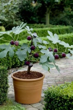 Texas Everbearing Fig Tree - 6 Pack Of 1 Gallon Pots 12 Texas Everbearing Fig Tree - 6 Pack Of 1 Gallon Pots -FruitTree Store Fig Texas Everbearing 13