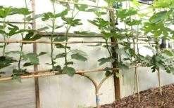 Texas Everbearing Fig Tree - 6 Pack Of 1 Gallon Pots 14 Texas Everbearing Fig Tree - 6 Pack Of 1 Gallon Pots -FruitTree Store Fig Texas Everbearing 6