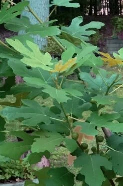 Texas Everbearing Fig Tree - 1 Gallon Pot 14 Texas Everbearing Fig Tree - 1 Gallon Pot -FruitTree Store Fig Texas Everbearing 7 1