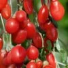 Goji Berry Plant - Lycium Barbarum - 1 Gallon Pot -FruitTree Store Goji Berry Dynamite 500x750 1