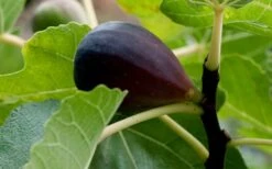 Black Mission Fig Tree - 1 Gallon Pot -FruitTree Store Grape Black Mission 50