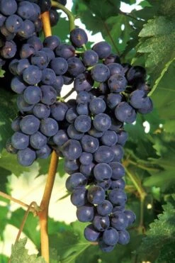 FruitTree Store 23 Concord Grape Vine - 3 Gallon Pot