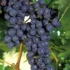 Concord Grape Vine - 1 Gallon Pot -FruitTree Store Grape Concord 1
