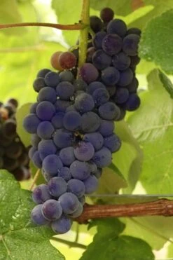 FruitTree Store 25 Mars Seedless Grape - 2 Gallon Pot