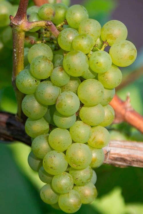 Niagara Seedless Grape Vine - 3 Gallon Pot 3 Niagara Seedless Grape Vine - 3 Gallon Pot