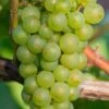 Niagara Seedless Grape Vine - 1 Gallon Pot 2 Niagara Seedless Grape Vine - 1 Gallon Pot -FruitTree Store Grape Niagra 3