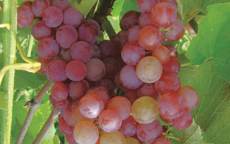 Reliance Red Seedless Grape Vine - 1 Gallon Pot 6 Reliance Red Seedless Grape Vine - 1 Gallon Pot - Image 4